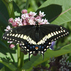 blackswallowtail.jpg
