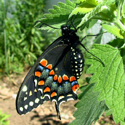 blackswallowtail2.jpg