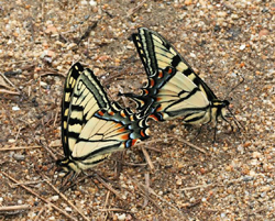 cantigswallowtail.jpg