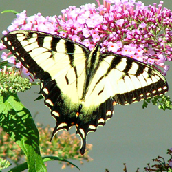 easterntigerswallowtail.jpg