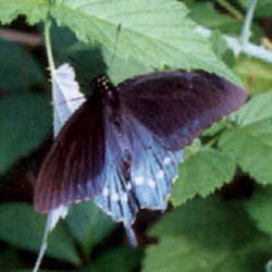 pipevineswallowtail.jpg