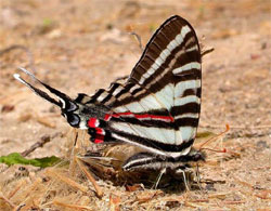 zebraswallowtail.jpg