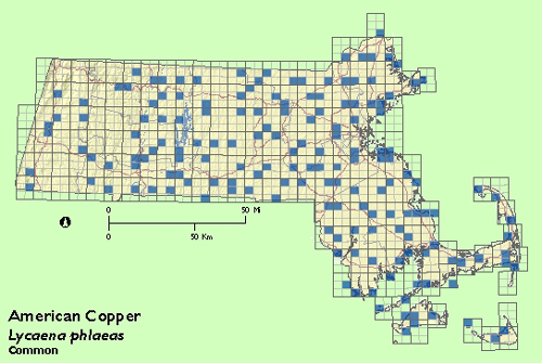 American Copper map