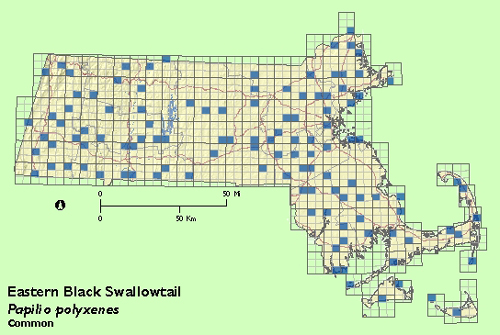 Black Swallowtail map