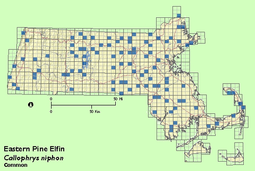Eastern Pine Elfin map