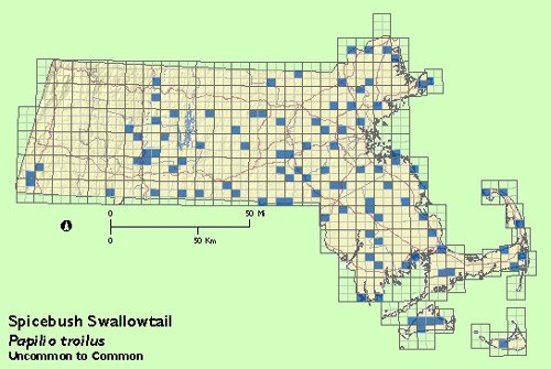 Spicebush Swallowtail map