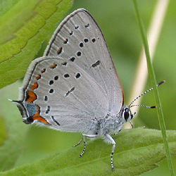 acadianhairstreak1.jpg