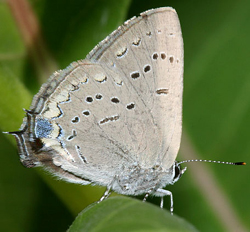 acadianhairstreak2.jpg