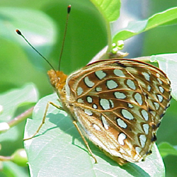 aphroditefritillary1.jpg