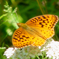 aphroditefritillary2.jpg