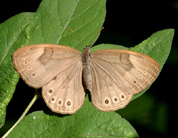 appalachianbrown2.jpg