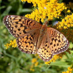 atlantisfritillary.jpg