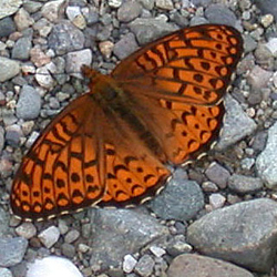 atlantisfritillary2.jpg