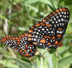 baltimorecheckerspot.jpg