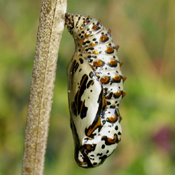 baltimorecheckerspot2.jpg