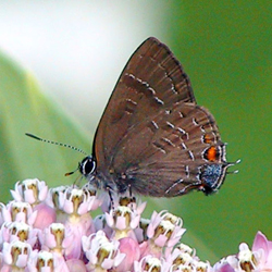 bandedhairstreak.jpg