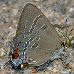 bandedhairstreak2.jpg