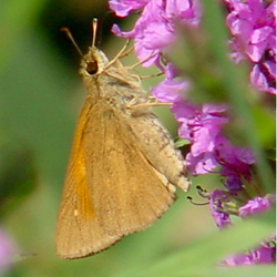 broad-wingedskipper.jpg