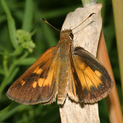 broad-wingedskipper2.jpg