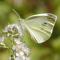 White Butterfly Identification - Pieris oleracea 