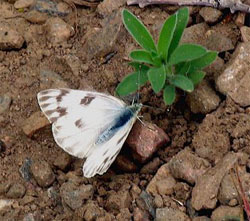 checkered white - Pontia protodice (Boisduval & Leconte)