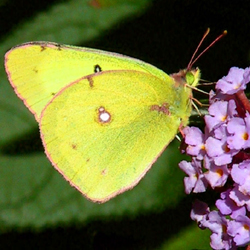 cloudedsulphur.jpg