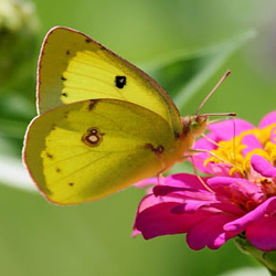 cloudedsulphur2.jpg