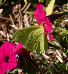 cloudlesssulphur.jpg