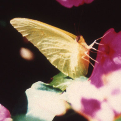 cloudlesssulphur2.jpg