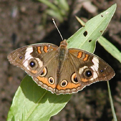 commonbuckeye.jpg