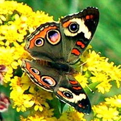 commonbuckeye2.jpg