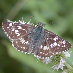 commoncheckeredskipper.jpg