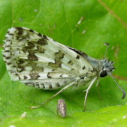 commoncheckeredskipper2.jpg