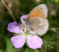 commonringlet.jpg