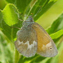 commonringlet2.jpg