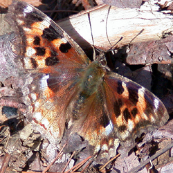 comptontortoiseshell.jpg