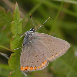 coralhairstreak.jpg