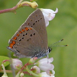 coralhairstreak2.jpg