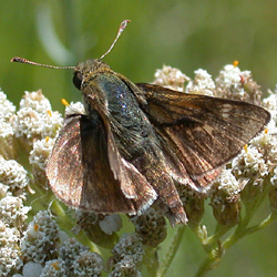 crosslineskipper.jpg