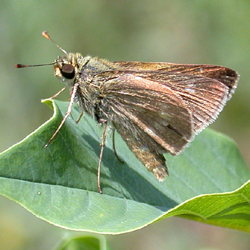 crosslineskipper2.jpg