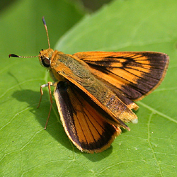 delawareskipper.jpg