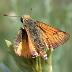 delawareskipper2.jpg