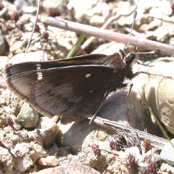 dustedskipper.jpg