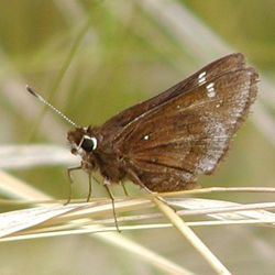 dustedskipper2.jpg