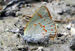 earlyhairstreak.jpg