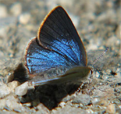 earlyhairstreak2.jpg