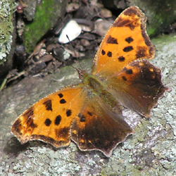 easterncomma.jpg