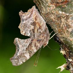 easterncomma2.jpg