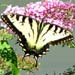 Eastern/Canadian Tiger Swallowtail