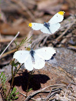 falcateorangetip.jpg